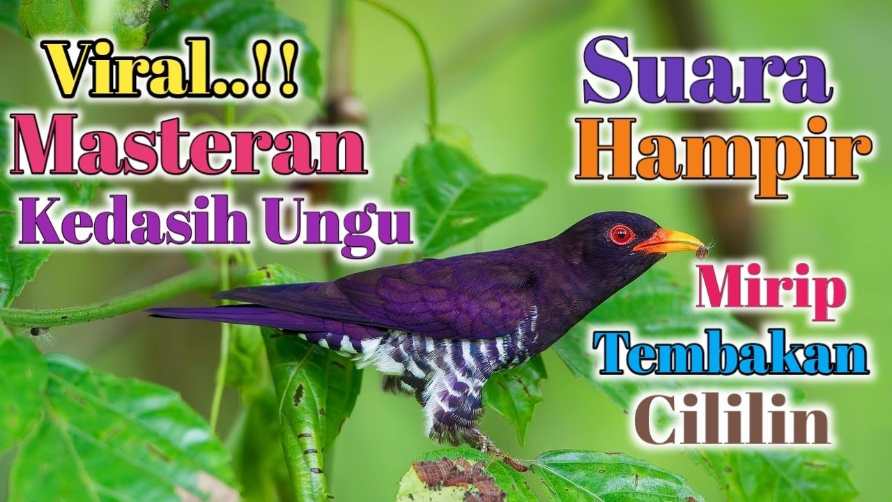 Virall..!! Violet Cuckoo||Kedasih Ungu Tembakan Mirip Cililin Cocok Untuk Masteran Burung Kicau Anda