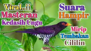 Virall..!! Violet Cuckoo||Kedasih Ungu Tembakan Mirip Cililin Cocok Untuk Masteran Burung Kicau Anda