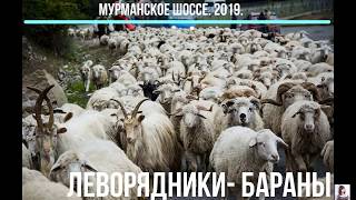 Мурманское шоссе 2019.  Зашкаливающее количество баранов в левом ряду!