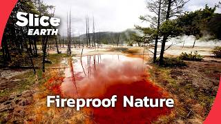 Survivors of Heat: The Hidden Secrets of Life Above 122°F | SLICE EARTH | FULL DOC