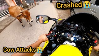 Cow Attack My Hayabusa || ?Angry Cow ?