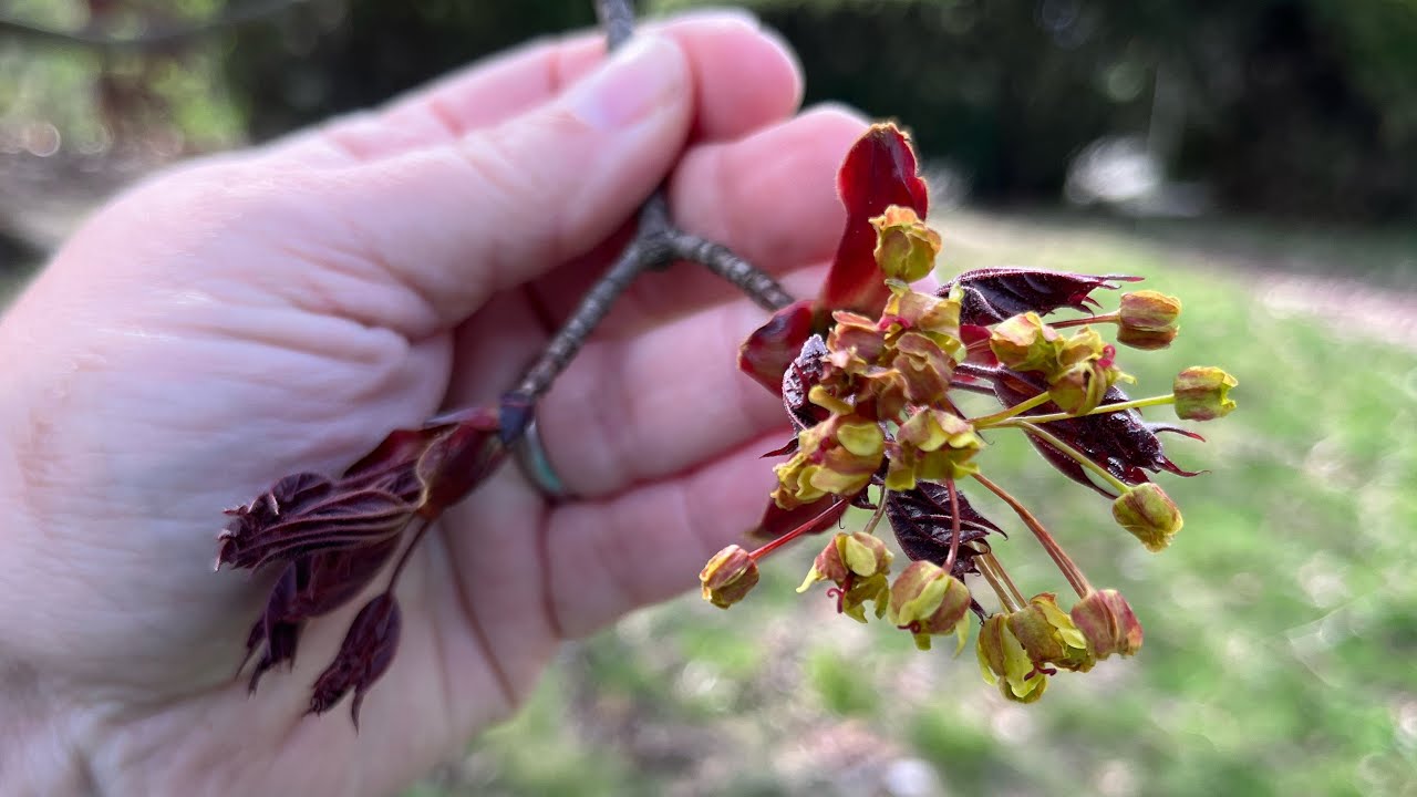 The Bittersweet Gardens Mid April Garden Tour YouTube