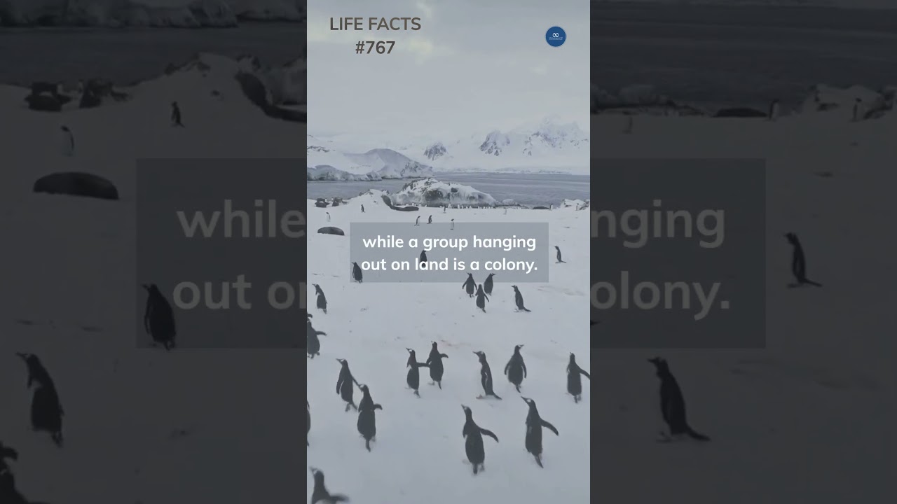 767. Waddle or Swim? The Penguin Group Names You Need to Know