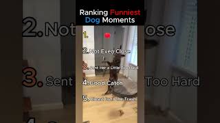 Ranking The Funniest Dog Moments  #funny #shorts #funnydogs