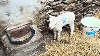 Slea Head Drive | Dingle Peninsula, Ireland: Hold a Baby Lamb (and Beehive Huts)