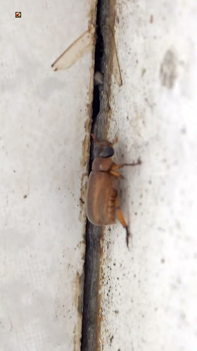 Beetle Sounds (1)