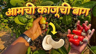 आमची काजूची बाग │ Exploring our Cashew plantation: A virtual tour