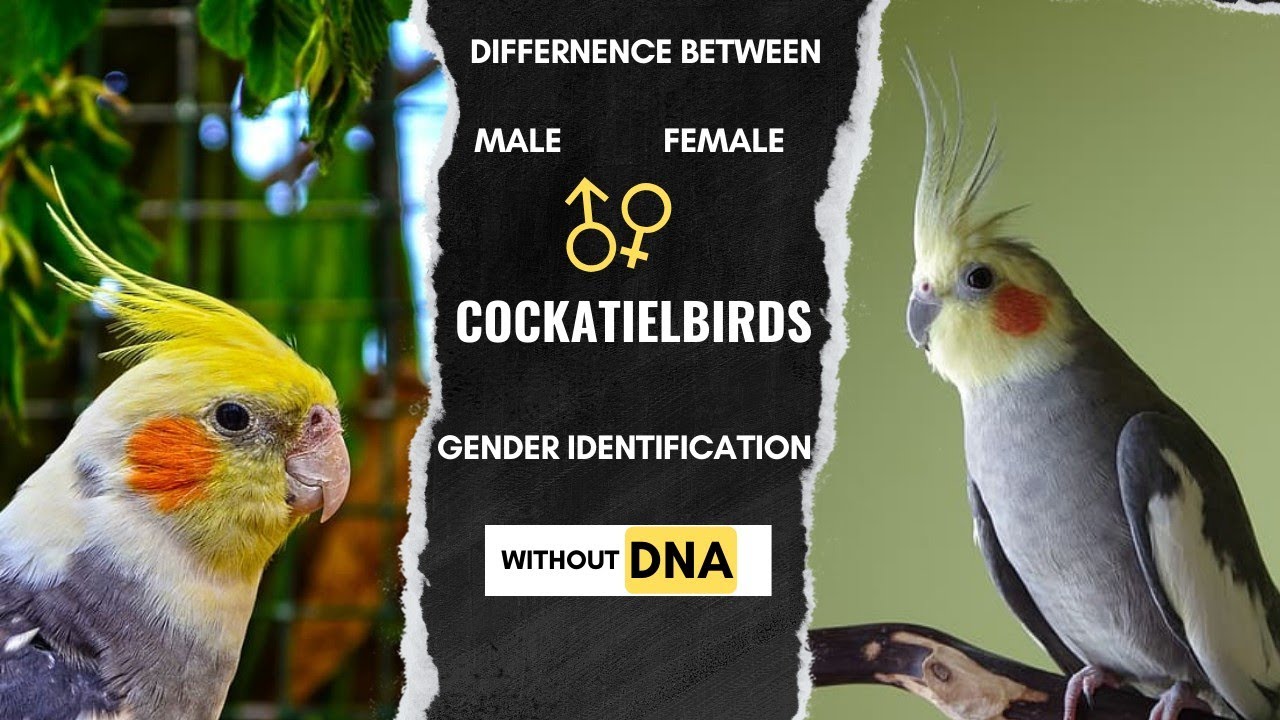 How to identity male and female in cockatiel birds All cockatiel