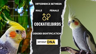 How to identity male and female in cockatiel birds | All cockatiel gender identification without DNA screenshot 3