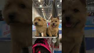 Two SuperSweet Norwich Terrier Puppies  #funnydog