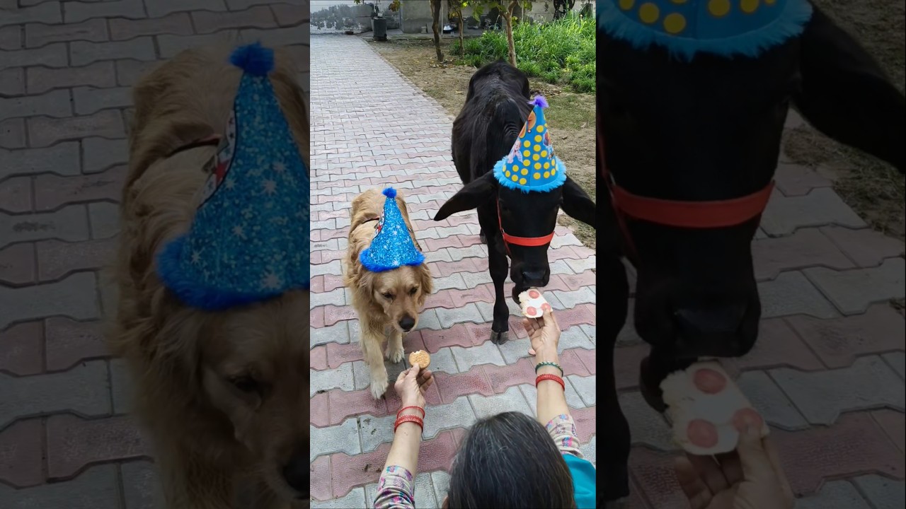 Birthday party goals! 🥳 