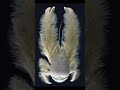Did you see these creatures before ? Part 3 #youtubeshorts #viralvideo