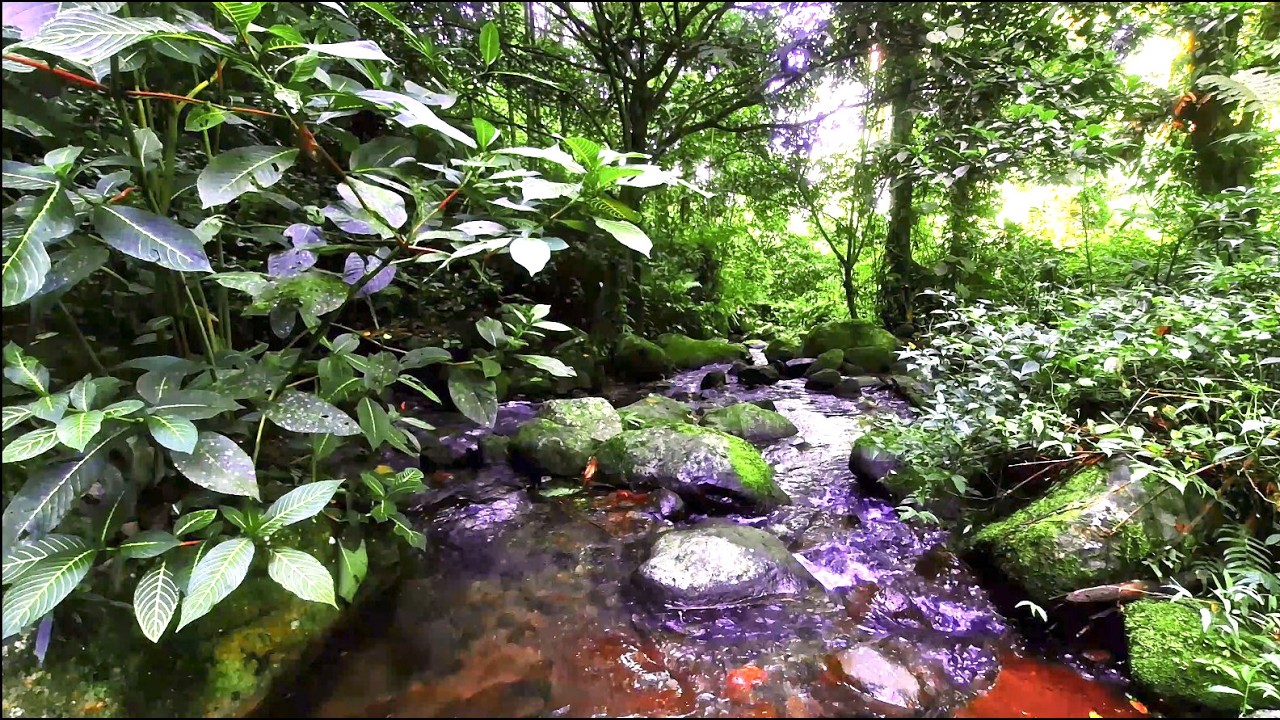 🌿Relax Your Mind for Better Sleep with Peaceful River in Dense Jungle