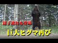 巨大ヒグマ 再び、メスと行動を共に 親子ヒグマも現れるBrown Bear Trail camera Hunting camera 北海道ヒグマチャンネル ヒグマ 羆