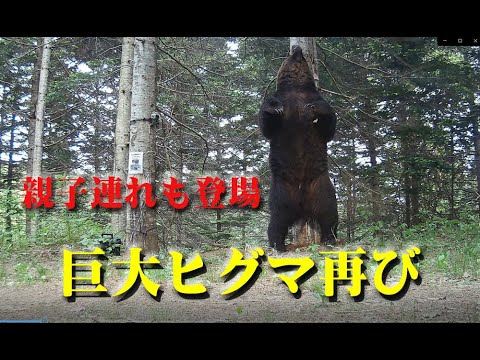 巨大ヒグマ 再び、メスと行動を共に 親子ヒグマも現れるBrown