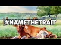 #NameTheTrait Fallacy Exposed