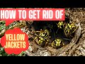 How to get rid of Yellow Jackets