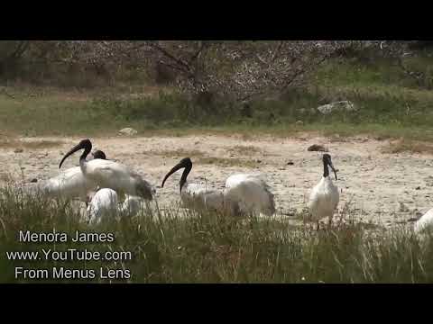 Wetland Birds peacefully Gathering At The Lake