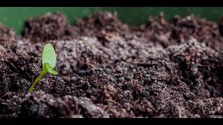 Parsley growth time-lapse 4K