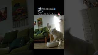 Real Clip Lens Capture Footages