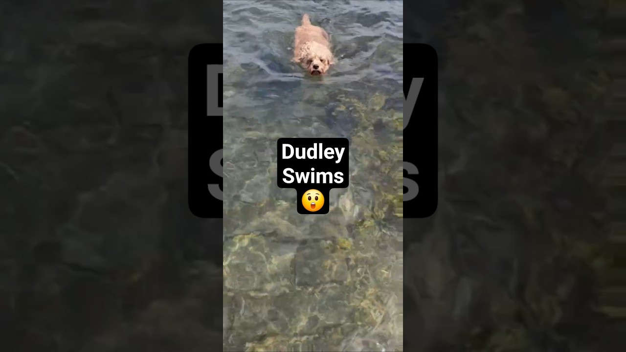 Dudley our Cavapoo's 1st ever swim in the sea.. June 25