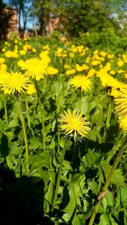 #nature одуванчиковое поле - YouTube