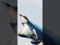 Real Fighter Pilot POV - No Limits #aircombat #foryou #takeoff #aircraftcarrier