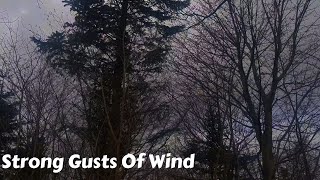 Strong Gusts Of Wind Through Trees (Very Windy)   Insomnia, Stress Relief, Tinnitus, Relaxation