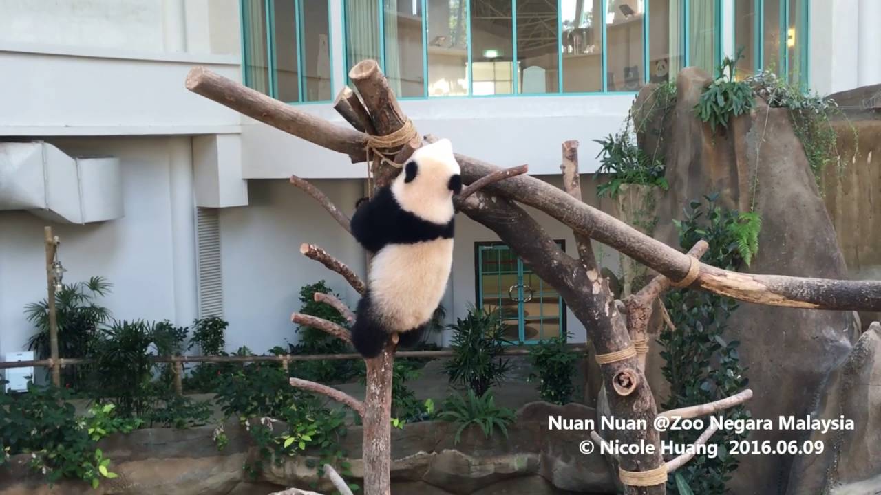 20160609暖暖NuanNuan被公主抱(扛)出場(Zoo Negara Malaysia)