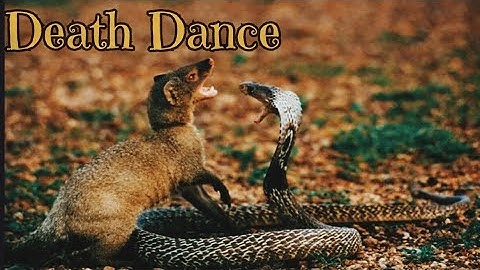 Mongoose fight with  Mamba and  cobra | Animal Insight 