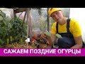 Секреты позднего посева огурцов