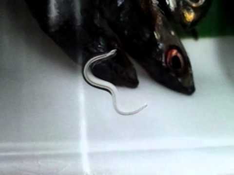イワシからでてきた寄生虫 Youtube イワシからでてきた寄生虫 Youtube