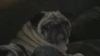 Dramatic Pug Dog