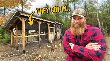 Our Chicken Coop’s Fatal Flaw and How We Fixed it