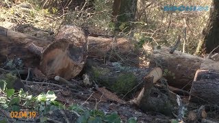 Видео Лесопарковая зона микрорайона Бытха вновь страдает от точечной застройки (автор: СОЧИ 24)