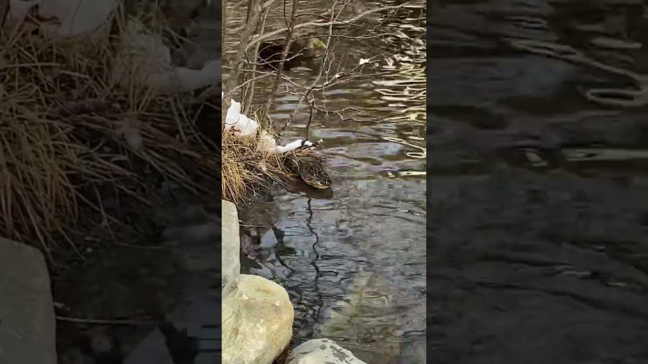 Green winged teal duck | Wildlife in Nova Scotia, Canada 