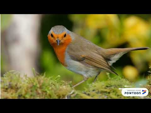 გულწითელა..