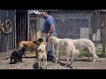 Собака-мать не даёт щенкам кушать/Раздача еды в стае/Animals video