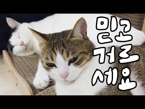 5 cat products that veterinarian Kim Myuncheol would never buy