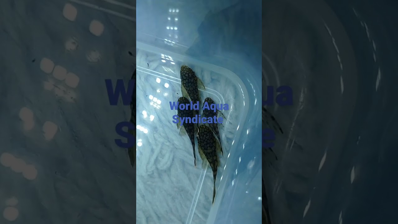 Анциструс 393 "Медовые соты"/ Ancistrus 393 Honeycomb 