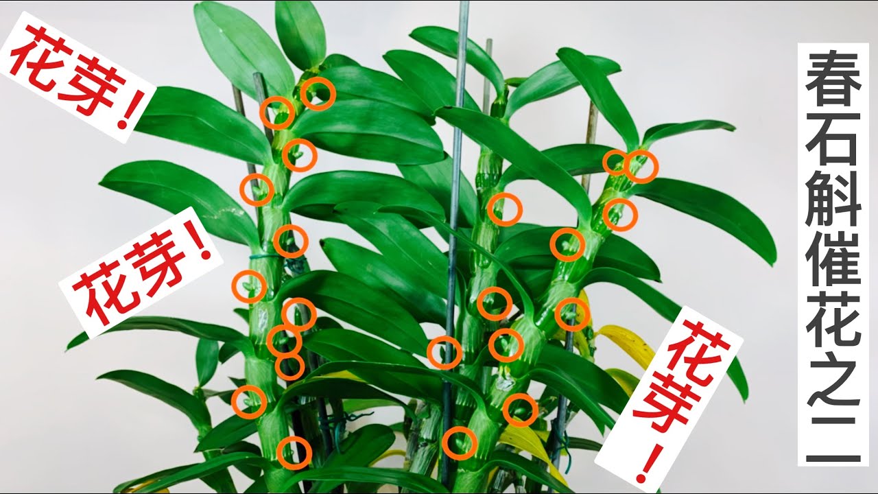 蘭花 39 粵語 春石斛低温催花后 应如何把握第一次浇水的时机和方法 以及对黄叶的处理 Youtube