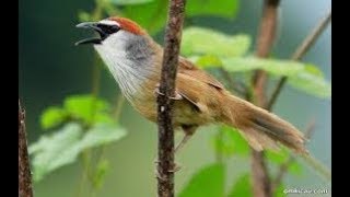 Perawatan burung kaso-kaso/tepus gelagah hasil pikat untuk pemula