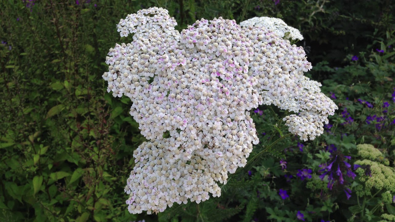 What is a Moon Garden? How to Design a Moon Garden of Your Own | Almanac.com