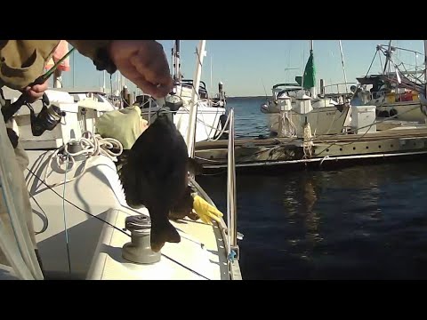 BIG SHELLCRACKER MYTH BUSTED FUNNY TALKING FISH TELL'S ALL