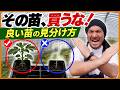 【買う前に見て】良い苗・ダメな苗の見分け方!農家が教える3ステップ