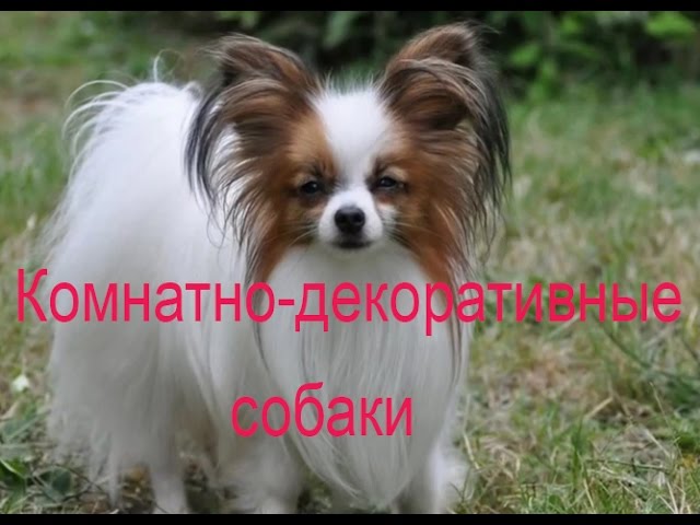 декоративные породы собак декоративные породы собак