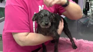 Indiana Board of Animal Health, Humane Fort Wayne warn of increase in pet scams