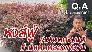 หงส์ฟู่ ปลูกให้ได้ใบดกงอกงามดี มีสีสันสดใส ต้องมีแสงแดดตลอดทั้งวัน I มือเย็น QnA