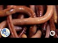 How Do Worms Turn Garbage into Compost?