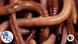 How Do Worms Turn Garbage into Compost?